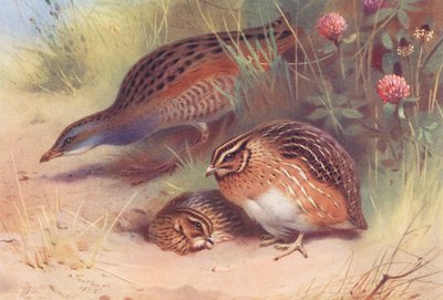 Re di quaglia, quaglia (maschio e femmina) da Archibald Thorburn