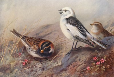 Zigolo delle nevi, Zigolo delle Lapponia (estate) (maschio e femmina) da Archibald Thorburn