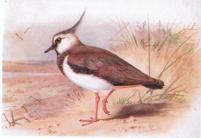 Pavoncella, da Uccelli delle isole britanniche e le loro uova pubblicato da Frederick Warne & Co Ltd, 1958 da Archibald Thorburn