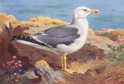 Gabbiano reale nordico da Archibald Thorburn