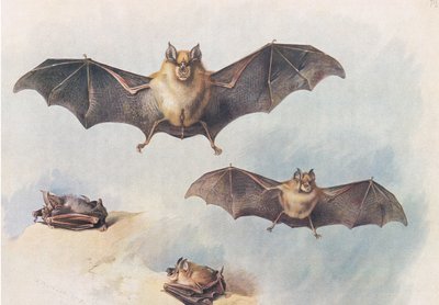 Pipistrello ferro di cavallo minore e pipistrello ferro di cavallo maggiore, da Mammiferi di Thorburn pubblicato da Longmans and Co, c. 1920 da Archibald Thorburn