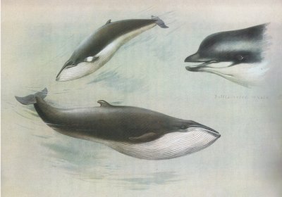 Balena minore e balena di Rudolph, da Mammiferi di Thorburn pubblicato da Longmans and Co, c. 1920 da Archibald Thorburn