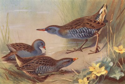 Schiribilla, schiribilla macchiata, porciglione da Archibald Thorburn