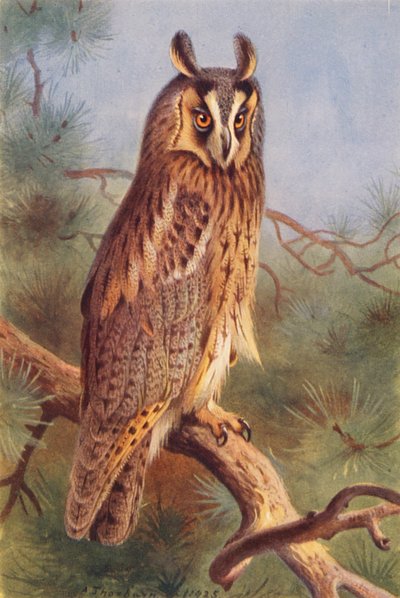 Gufo comune da Archibald Thorburn