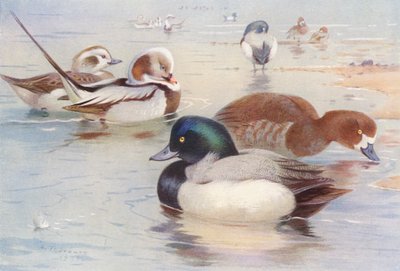 Moretta codona (maschio e femmina), Moretta grigia (maschio e femmina) da Archibald Thorburn