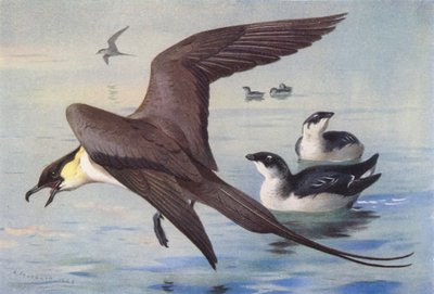 Stercorario codalunga, piccolo alca (inverno) da Archibald Thorburn