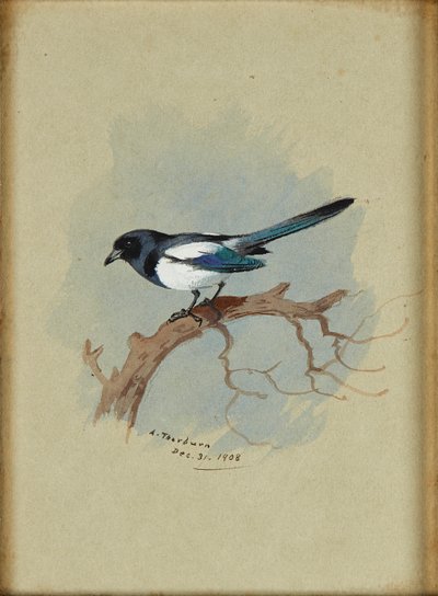 Gazza su un ramo da Archibald Thorburn