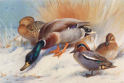 Germano reale (maschio e femmina), Alzavola (maschio e femmina) da Archibald Thorburn