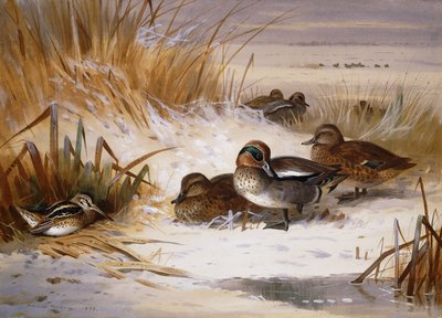 Germano reale, fischione e beccaccino al bordo di una pozza in inverno da Archibald Thorburn