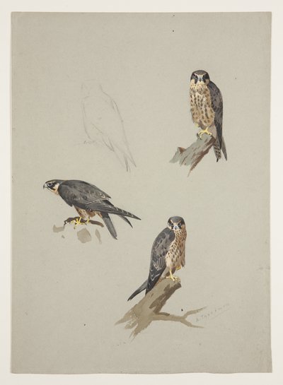 Falco maschio da Archibald Thorburn