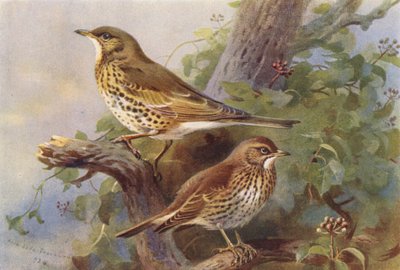 Tordo bottaccio, tordo sassello da Archibald Thorburn