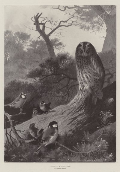 Aggressione a un Gufo di Bosco da Archibald Thorburn