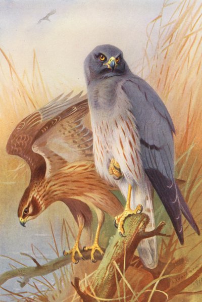 Albanella minore (maschio e femmina) da Archibald Thorburn