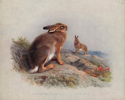 Lepre di montagna (autunno), Lepre irlandese da Archibald Thorburn