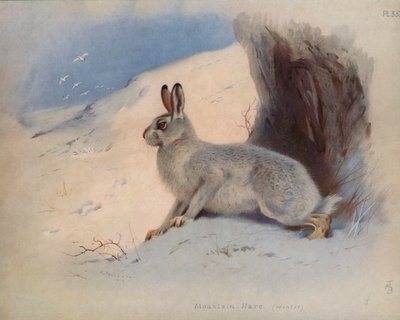Lepre di montagna (inverno) da Archibald Thorburn