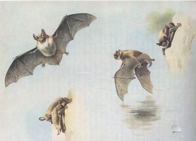 Pipistrello di Natterer e pipistrello di Daubenton, da Mammiferi di Thorburn pubblicato da Longmans and Co, c. 1920 da Archibald Thorburn