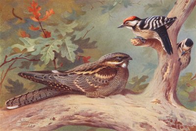 Succiacapre, Picchio rosso minore (maschio e femmina) da Archibald Thorburn
