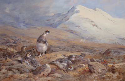 Sul terreno del pernice bianca da Archibald Thorburn