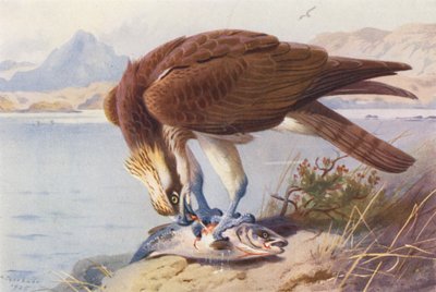 Falco Pescatore da Archibald Thorburn