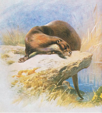 Lontra, pub. da Book Club Associates, 1972 da Archibald Thorburn