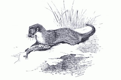 Lontra con pesce, da Mammiferi di Thorburn pubblicato da Longmans and Co, c. 1920 da Archibald Thorburn