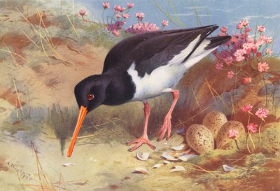 Beccaccia di Mare da Archibald Thorburn