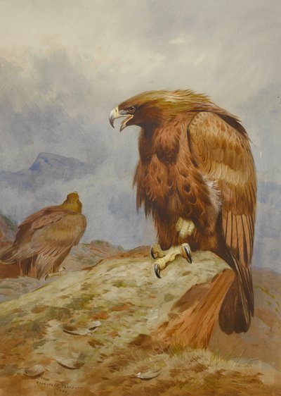Coppia di aquile reali da Archibald Thorburn