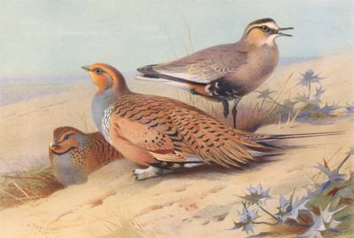 Ganga di Pallas (maschio e femmina), Piviere socievole da Archibald Thorburn