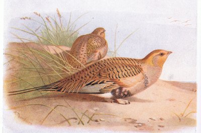Ganga di Pallas, da Birds of the British Isles and Their Eggs pubblicato da Frederick Warne & Co Ltd, 1958 da Archibald Thorburn