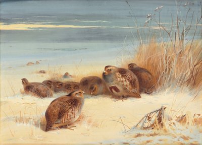 Pernice in una mattina gelida da Archibald Thorburn