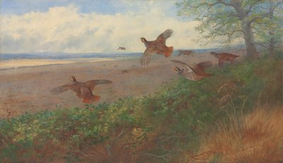 Pernici in volo da Archibald Thorburn