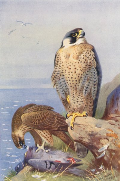 Falco pellegrino da Archibald Thorburn