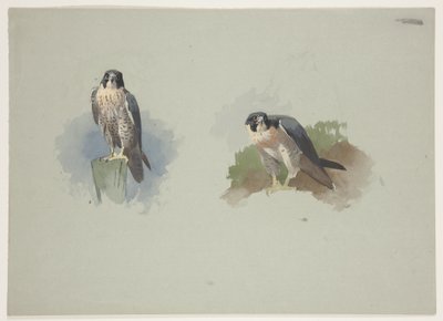 Falco pellegrino maschio, c.1915 da Archibald Thorburn