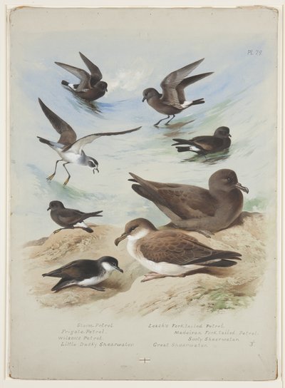 Uccelli marini, c.1915 da Archibald Thorburn