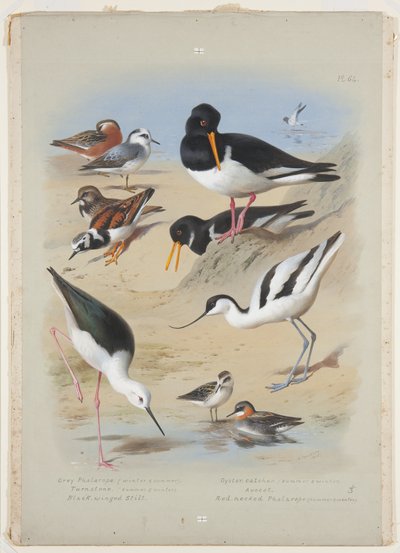 Phaleropes, ostrichiere, avocetta, voltapietre e cavaliere d