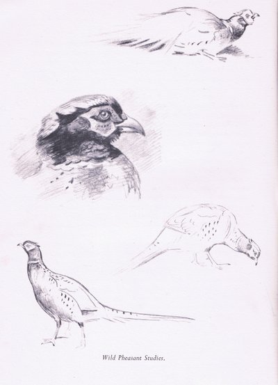Fagiani da Archibald Thorburn