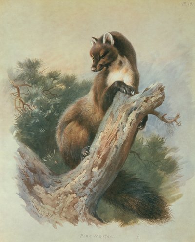 Martora da Archibald Thorburn