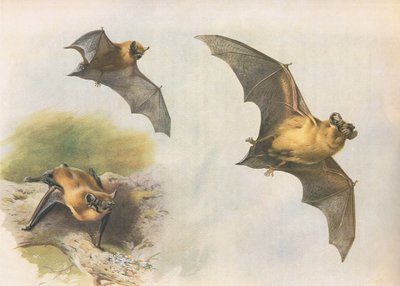 Pipistrello comune, da Mammiferi di Thorburn pubblicato da Longmans and Co, c. 1920 da Archibald Thorburn