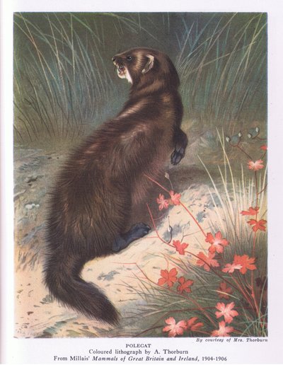 Faina, Natura in Gran Bretagna pubblicata da Collins da Archibald Thorburn