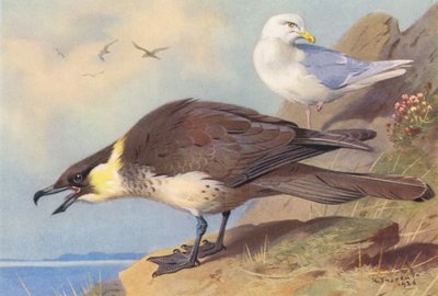 Pomatorhine Skua, Gabbiano islandese da Archibald Thorburn