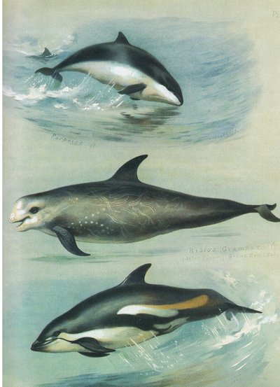 Focena, Grampo di Risso e Delfino dai fianchi bianchi, da Mammiferi di Thorburn pubblicato da Longmans and Co, c. 1920 da Archibald Thorburn