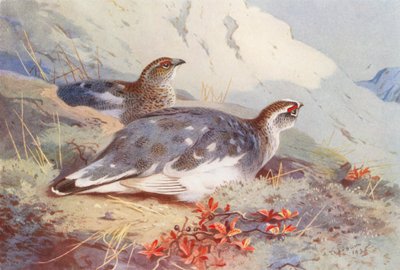 Pernice Bianca (maschio e femmina, autunno) da Archibald Thorburn