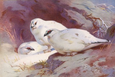 Pernice bianca (maschio e femmina, inverno) da Archibald Thorburn