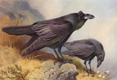 Corvo da Archibald Thorburn