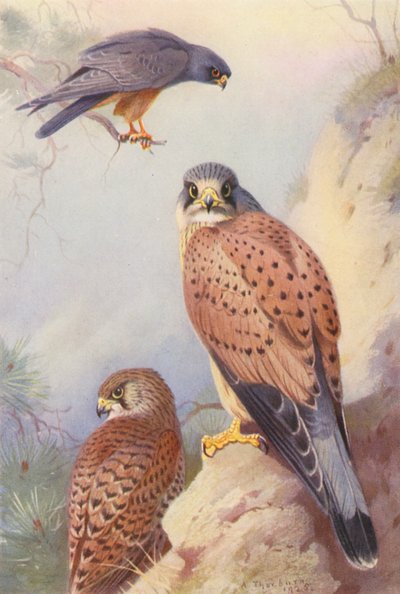 Falco cuculo, Gheppio (maschio e femmina) da Archibald Thorburn