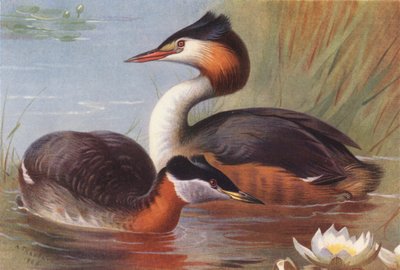 Svasso collorosso, Svasso maggiore da Archibald Thorburn