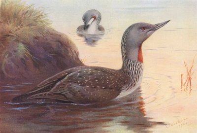 Strolaga minore da Archibald Thorburn