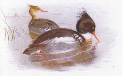 Smergo dal petto rosso da Archibald Thorburn