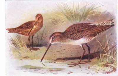 Beccaccino rosso, da Uccelli delle isole britanniche e le loro uova pubblicato da Frederick Warne & Co Ltd, 1958 da Archibald Thorburn