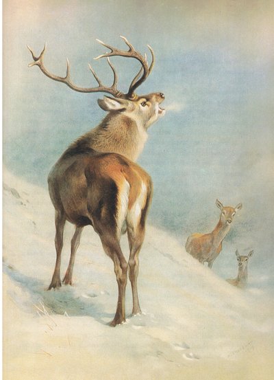 Cervo rosso, da Mammiferi di Thorburn pubblicato da Longmans and Co, c. 1920 da Archibald Thorburn